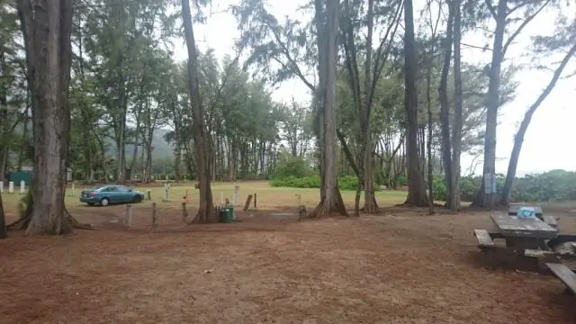 Возможная популяция Оаху дает новую надежду гавайским морским птицам