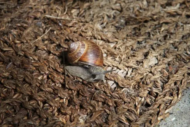 Разгадка тайны слизистой защиты миксины