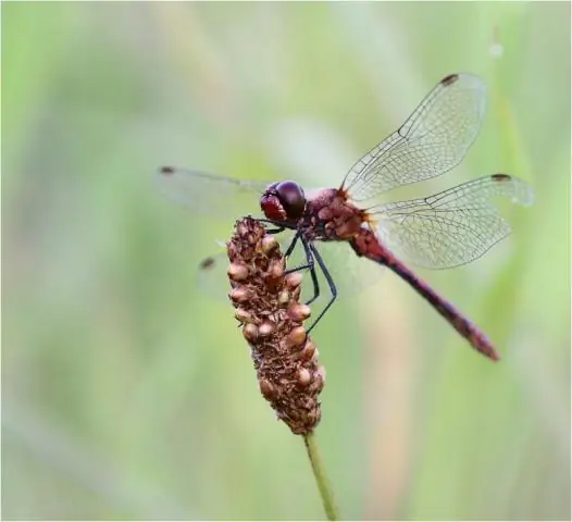 Как самцы стрекоз адаптируют цвет крыльев к температуре