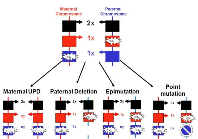 Перекрывающиеся геномные области лежат в основе пугливости собак и психических расстройств у людей