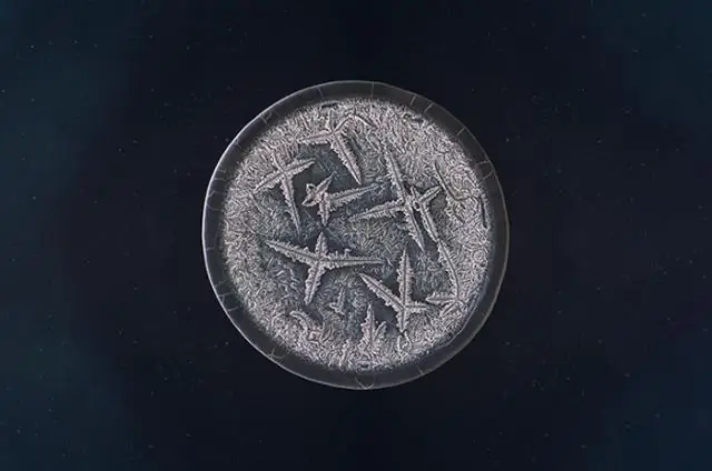 Когда виды соревнуются, физические структуры и экологические отношения имеют значение