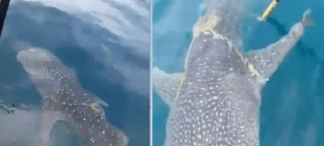 Что нужно, чтобы стать гигантской акулой