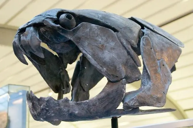 У крокодилов сложное прошлое: современные крокодилы и аллигаторы произошли из самых разных мест