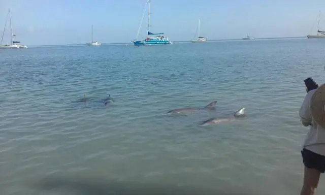 Как рыба и птица держатся вместе? Ответ - поминки с целью