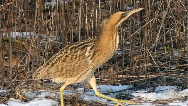 Почему большие лесные пожары не представляют большой угрозы для некоторых исчезающих животных
