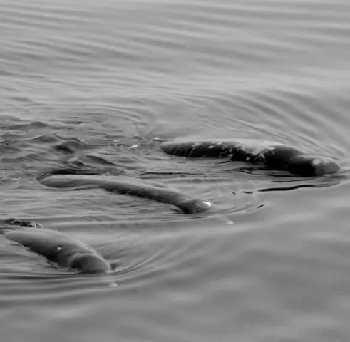 Разве большие мозги равны умным собакам? Новое исследование предлагает ответы