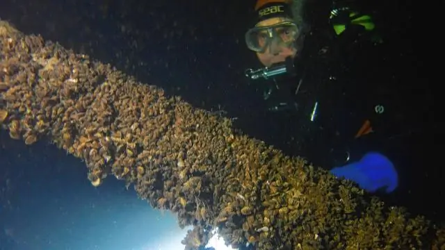 Загрязнение пластиком заставляет мидий терять хватку: новое исследование показало, что микропластик потенциально угрожает выживанию моллюсков в будущем