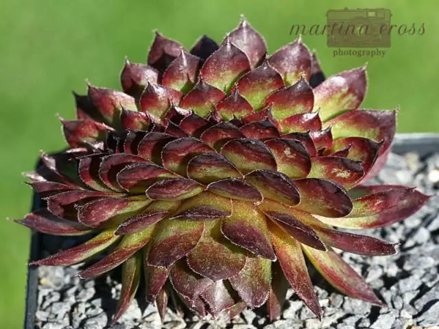 Полосы прерий трансформируют сохранение сельскохозяйственных угодий: преобразование низкорентабельных земель приносит большую прибыль