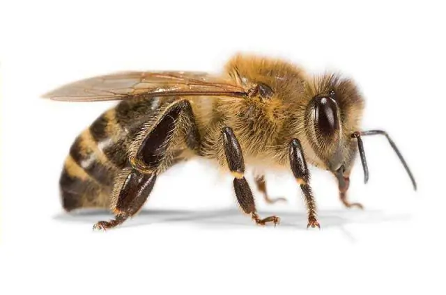 Эволюционная история бабуинов