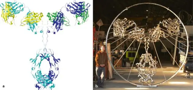 Неожиданный способ действия антитела