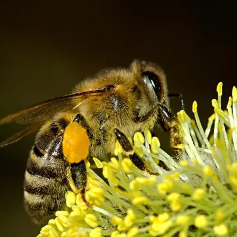 Поиски экологических причин болезни Паркинсона продвигаются вперед