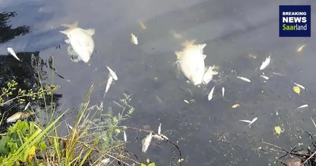 Европейские воды вызывают опрокидывание океана, что является ключом к регулированию климата: новые знания о глубинных течениях могут помочь предсказать будущие воздействия на климат