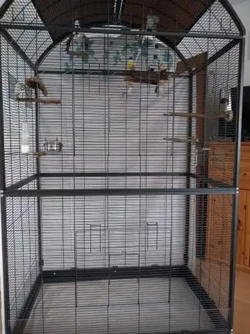 Дикая природа в Чернобыле изобилует, показывают исследования