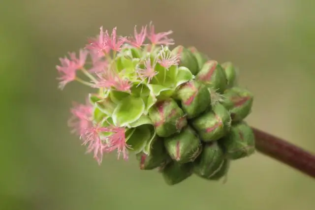 Бабочки процветают на пастбищах, окруженных лесом