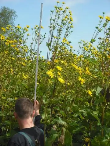 Стратегии выращивания биомассы в качестве топлива могут иметь экономические, экологические и экологические преимущества