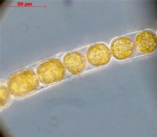 Где растет лучшая клубника? Ученые исследуют положительное влияние живых изгородей на опыление
