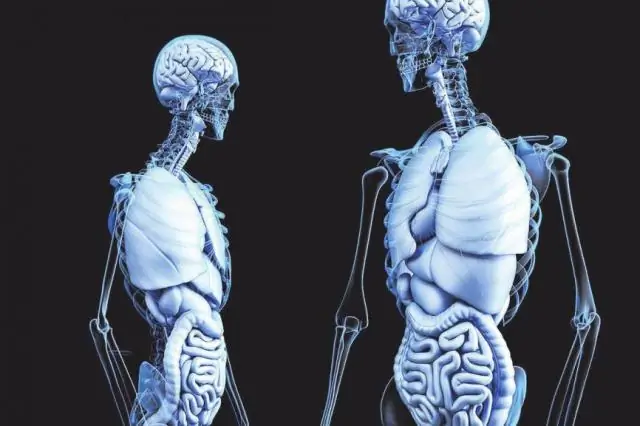 Более 100 новых кишечных бактерий обнаружены в микробиоме человека: исследование поможет понять роль микробиома в здоровье и болезнях