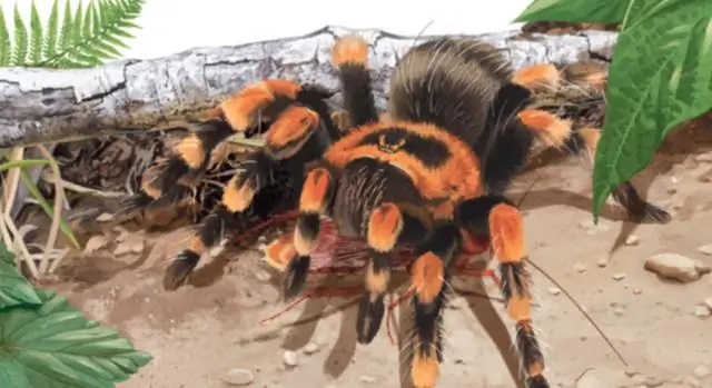 Откуда эта зараза?