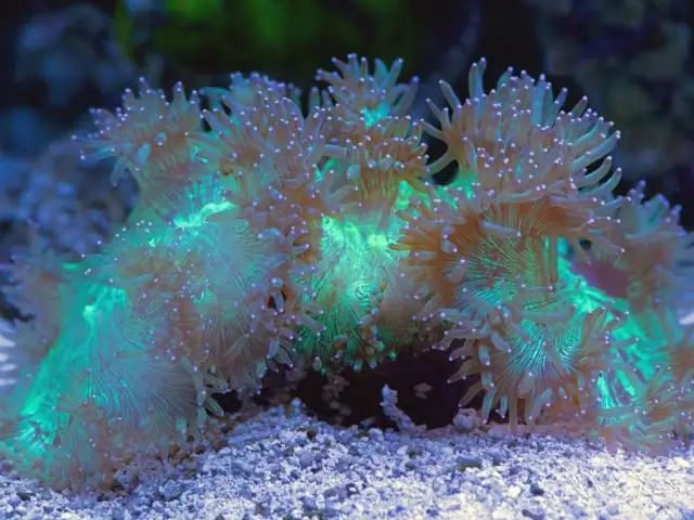 Кораллы адаптируют скорость фотосинтеза к преобладающим условиям окружающей среды