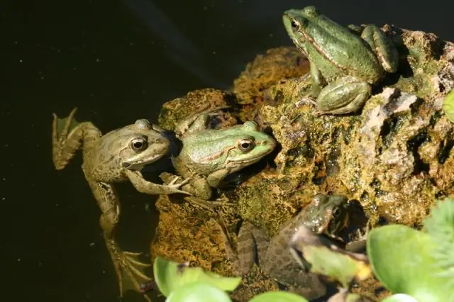 Ловля мух уксусом: обнаружен рецептор кислого вкуса у плодовых мушек