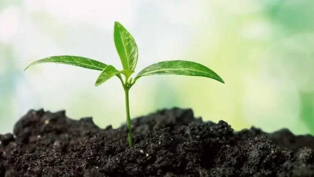 Новые анти-CRISPR белки обнаружены в почве и кишечнике человека