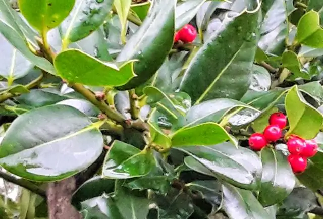 Яд гремучей змеи: мягкий, средний и очень острый: способность убивать ящериц варьируется от змеи к змее, исследование показывает