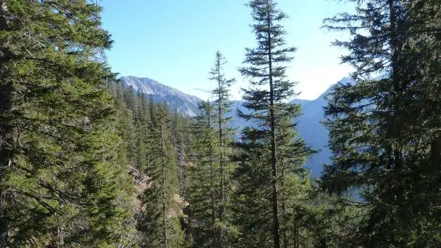 Потери деревьев из-за нашествия короедов влияют на среду обитания лосей