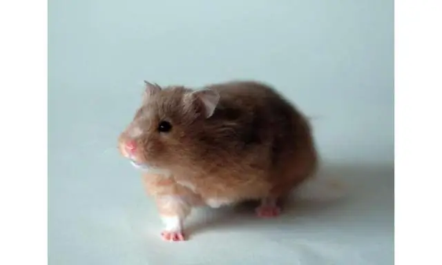 Спящие хомяки могут дать новый ключ к разгадке болезни Альцгеймера