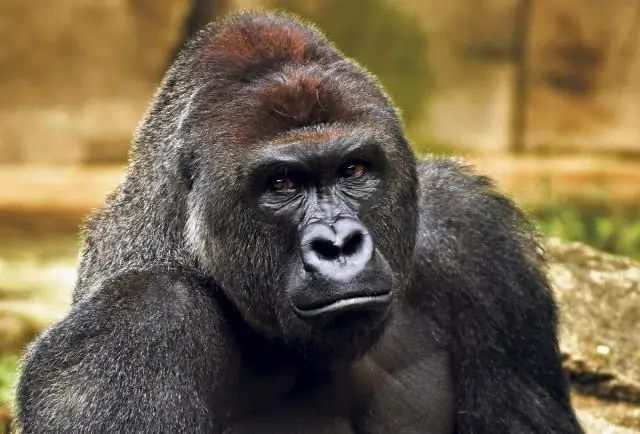 Социальное поведение западных равнинных горилл