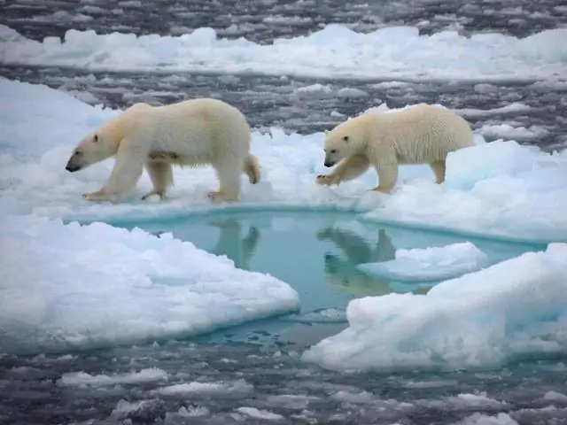 Прогноз предполагает самый теплый период на Земле за всю историю наблюдений