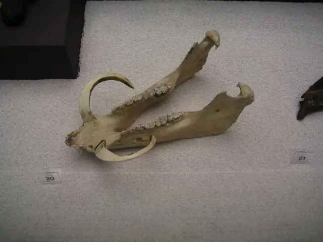 Судьба субдуцированной океанической коры, раскрытая лабораторными экспериментами