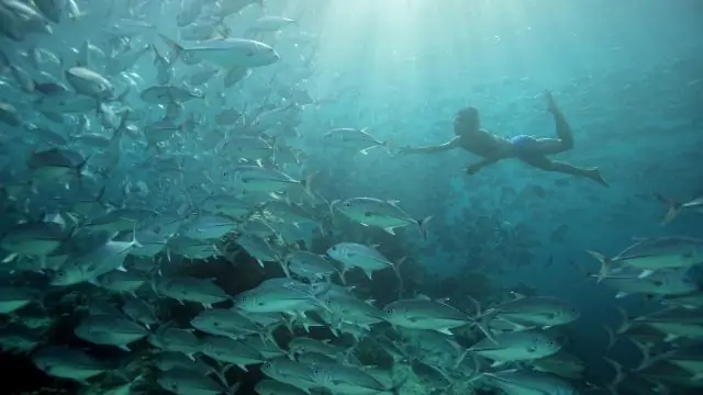 Подтверждены невероятные способности клюворылов к нырянию: клюворылы Кювье погружаются на глубину в милю, задерживая дыхание на час