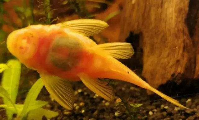 Рыбы узнают себя в зеркале