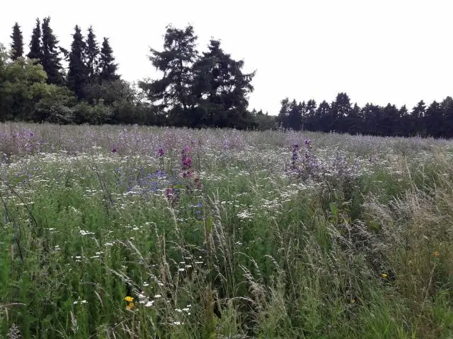 Способность пчел к расселению может повлиять на меры по сохранению