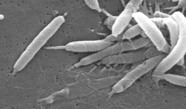 Новая методика указывает основные этапы эволюции бактерий: результаты показывают, что бактериальные геномы обеспечивают «теневую историю» эволюции животных