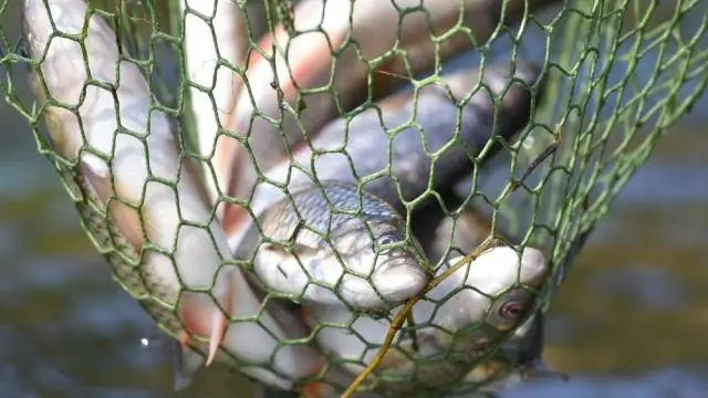 Ошибочная маркировка морепродуктов сохраняется по всей цепочке поставок, показало исследование