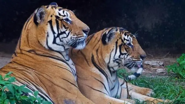 Изменение климата может разрушить дом тигра