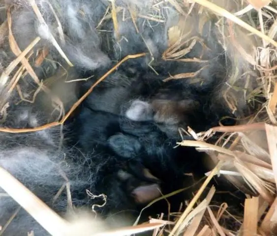 Аквакультура почти ничего не делает для сохранения диких рыбных запасов