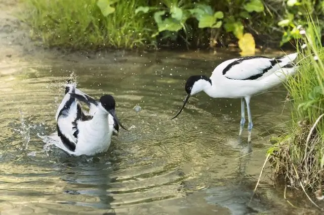 Насколько хорошо H7N9 и H5N8 могут генетически смешиваться с сезонным штаммом?