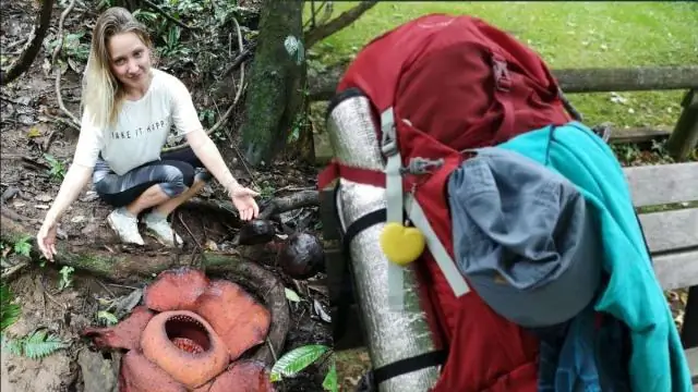 Новая подсказка в любопытном деле о казуарной каске: 200-летняя тайна, окружающая культовую австралийскую птицу