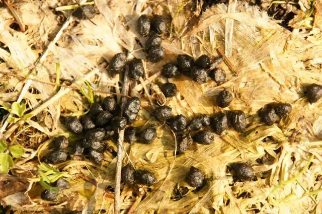 Диагностический инструмент для обнаружения криптоспоридий: Экономичный биосенсор дает немедленные и точные результаты