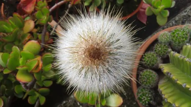 Aloe sanginalis, новое красное алоэ из Сомалиленда