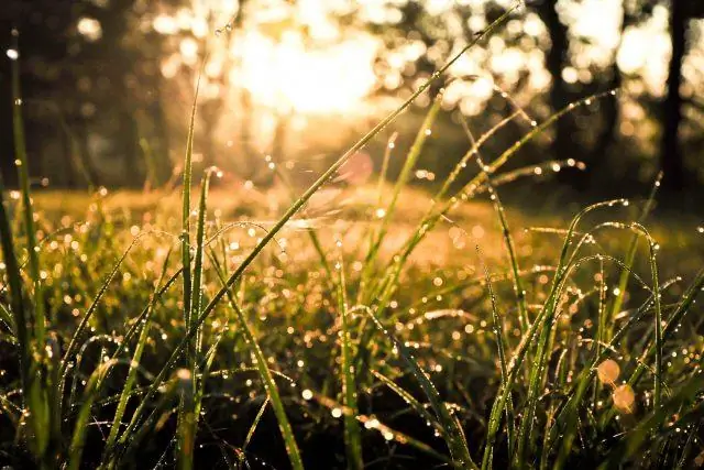 Погребение собак как распространенный ритуал в неолитическом населении северо-востока Пиренейского полуострова