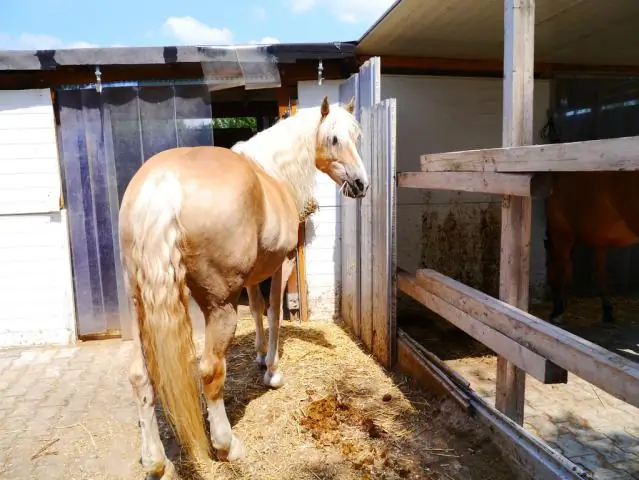 Исследование ламинита поможет спасти лошадей и пони