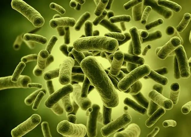 Зараженные вирусом бактерии могут помочь в борьбе с изменением климата
