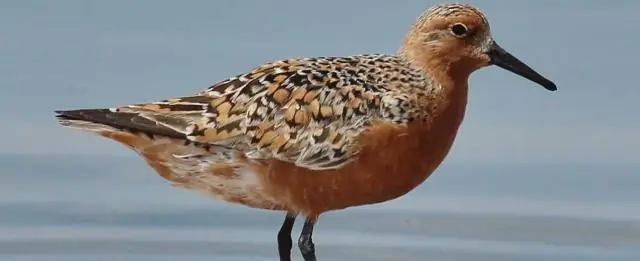 Подкисление океана наносит личинкам трески больший вред, чем считалось ранее: новые исследования личинок трески показывают серьезные повреждения органов, вызванные высокими концентрациями CO2