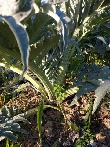 Растения могут миновать посредников и напрямую распознавать болезнетворные грибы