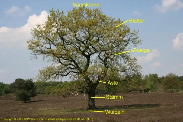 Растения: как собираются клеточные стенки