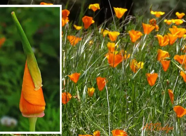 Лекарственное растение родом из Калифорнии может быть перспективным для лечения болезни Альцгеймера: ученые из Солка идентифицировали возможное целебное соединение в Йерба-Санта