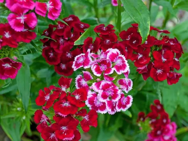 Новый вид крошечного тираннозавра предвещает появление тираннозавра